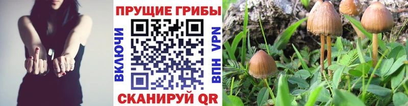 как найти наркотики  Кириши  даркнет клад  Галлюциногенные грибы Cubensis 